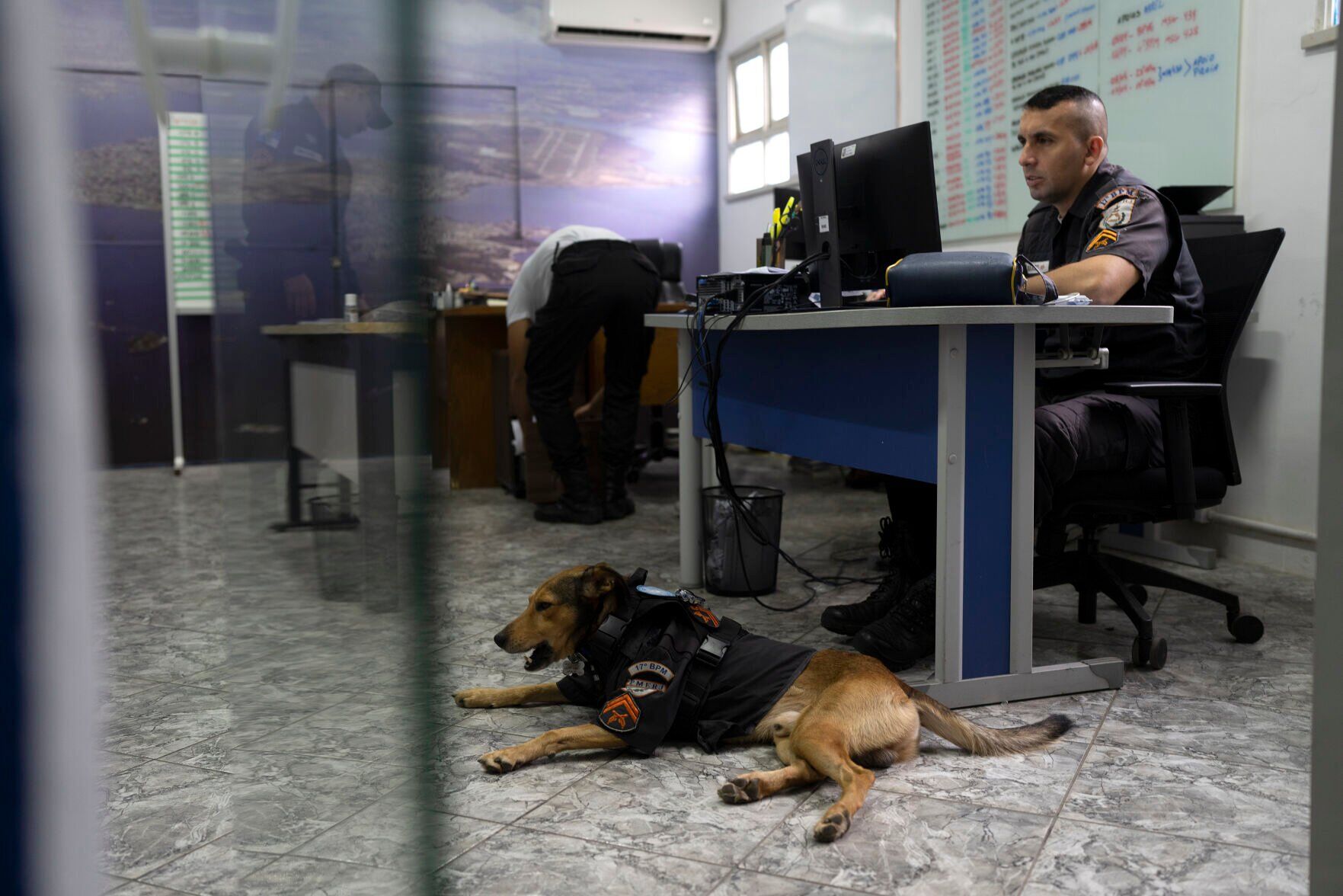 Brazil Rescue Dogs